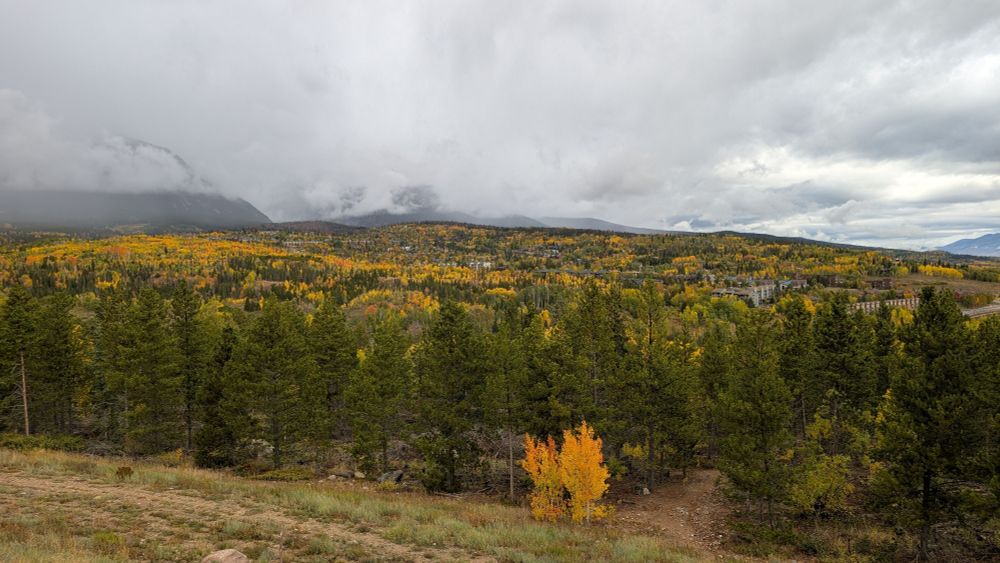 A hill dotted with yellow and orange Aspen leaves 