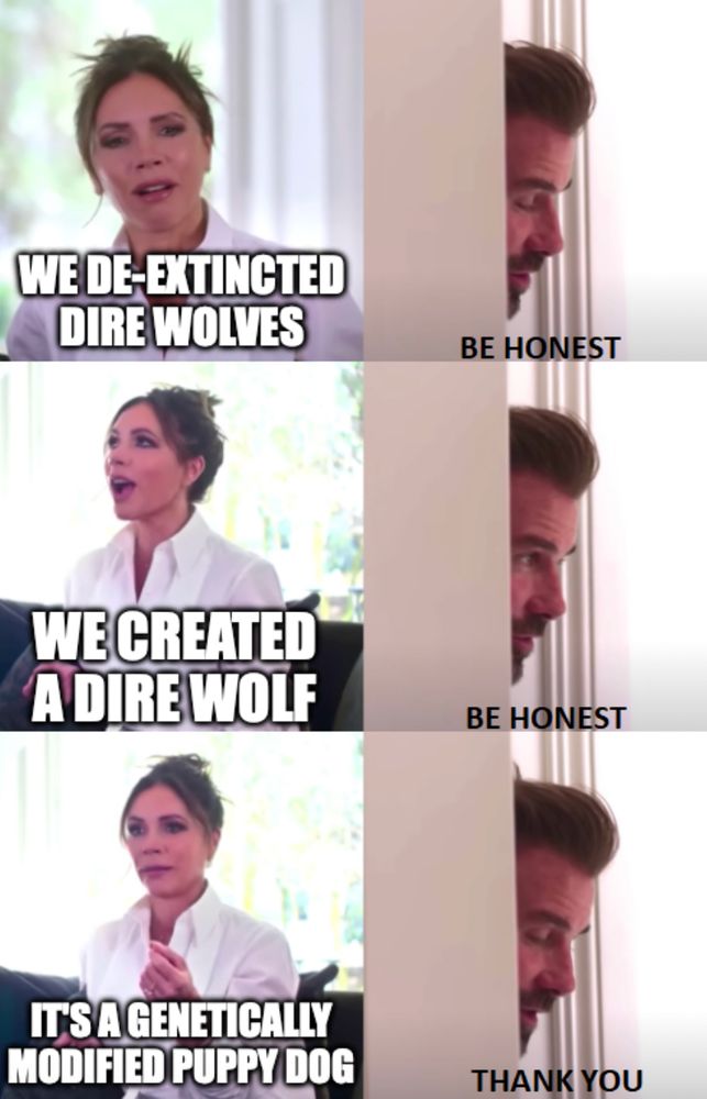 We de-extincted dire wolves.
Be honest.

We created a dire wolf.
Be honest.

It's a genetically modified puppy dog.
Thank you.