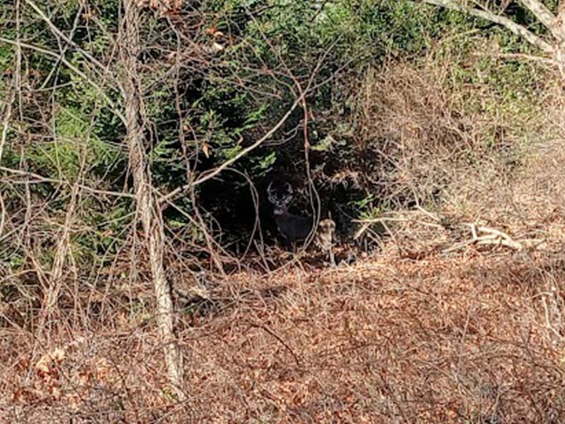 A buck in the woods.