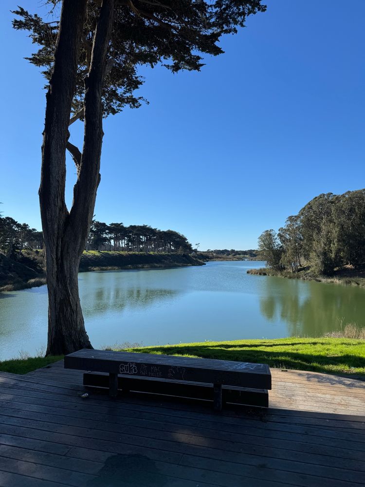 A shot of a small landing with a bench and a tree next to it looking at Lake Merced.