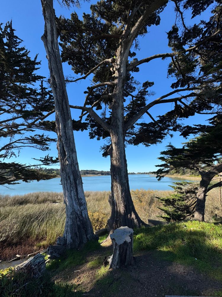 A shot of some trees at Lake Merced. 