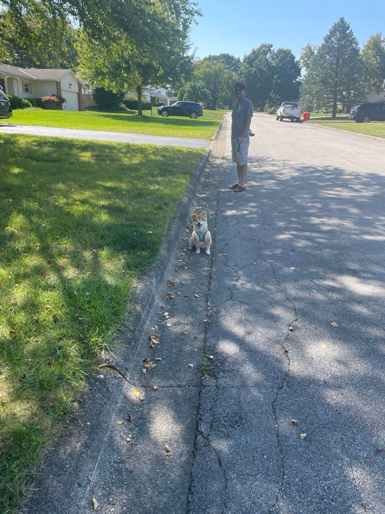 Small dog on the end of a leash sitting on the side of the road in a suburban neighborhood patiently waiting for the picture taker 