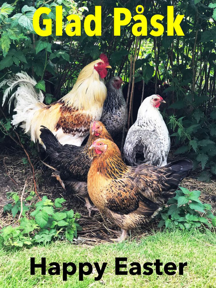 Image of a rooster and four hens enjoying a walk in the garden 🪴 
