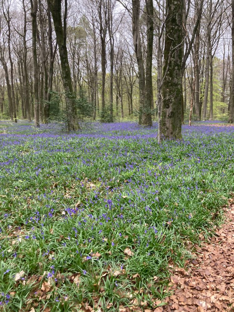 Woodland with carpet of bluebell flowers from southern England.