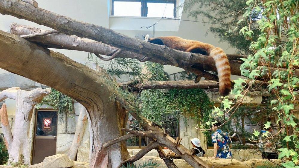 那須どうぶつ王国 アジアの森 レッサーパンダ 木の上でお昼寝中 無防備なしっぽが可愛い