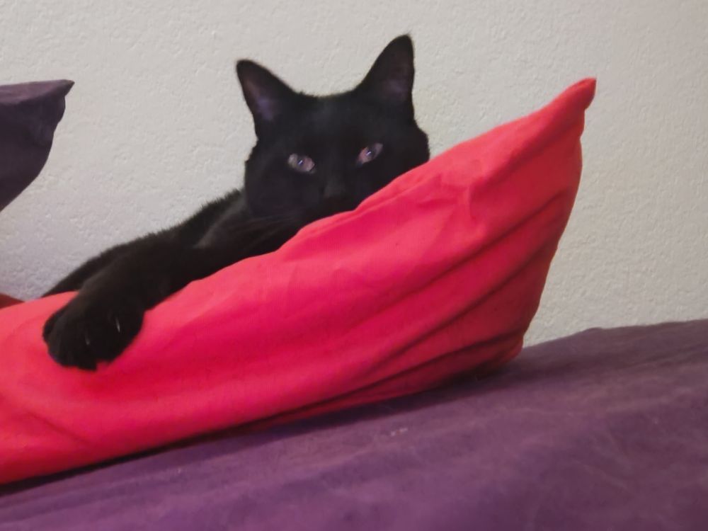 a black cat on a red pillow thinkin it looks cool
