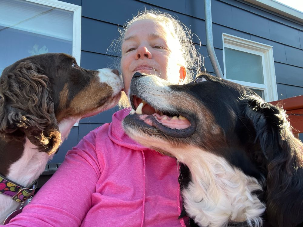 woman trying to avoid face kisses from two springer spaniels 