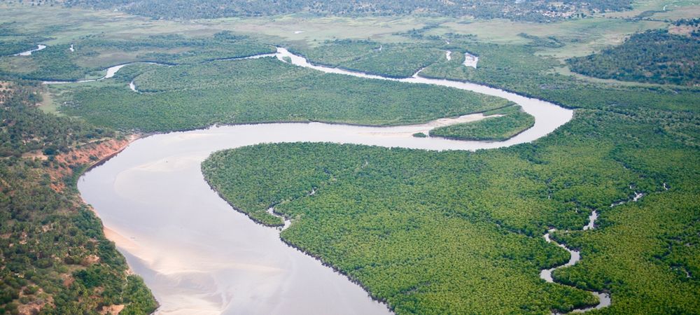 How a salt-loving tree is helping to protect Mozambique from climate change