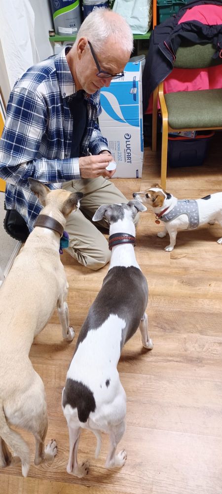 Three dogs with Grant kneeling down. Therapy whippets Higby and Dottie meet the new recruit.