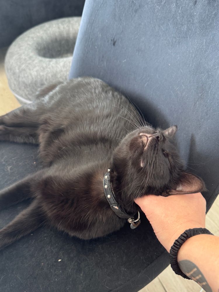 emma goldman, a small black cat with a punk rock studded leather collar, is lying in a black chair, a beatific expression on her little kitty face as she leans euphorically into ear scritches provided by a light-skinned hand with an iron front insignia tattooed on the inner wrist