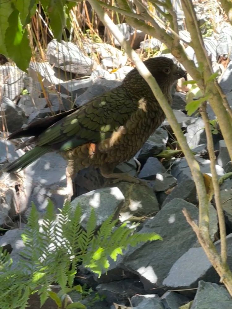 photo of a kea, a large green parrot, standing on some rocks peeking out from behind a branch with a green fern in the foreground