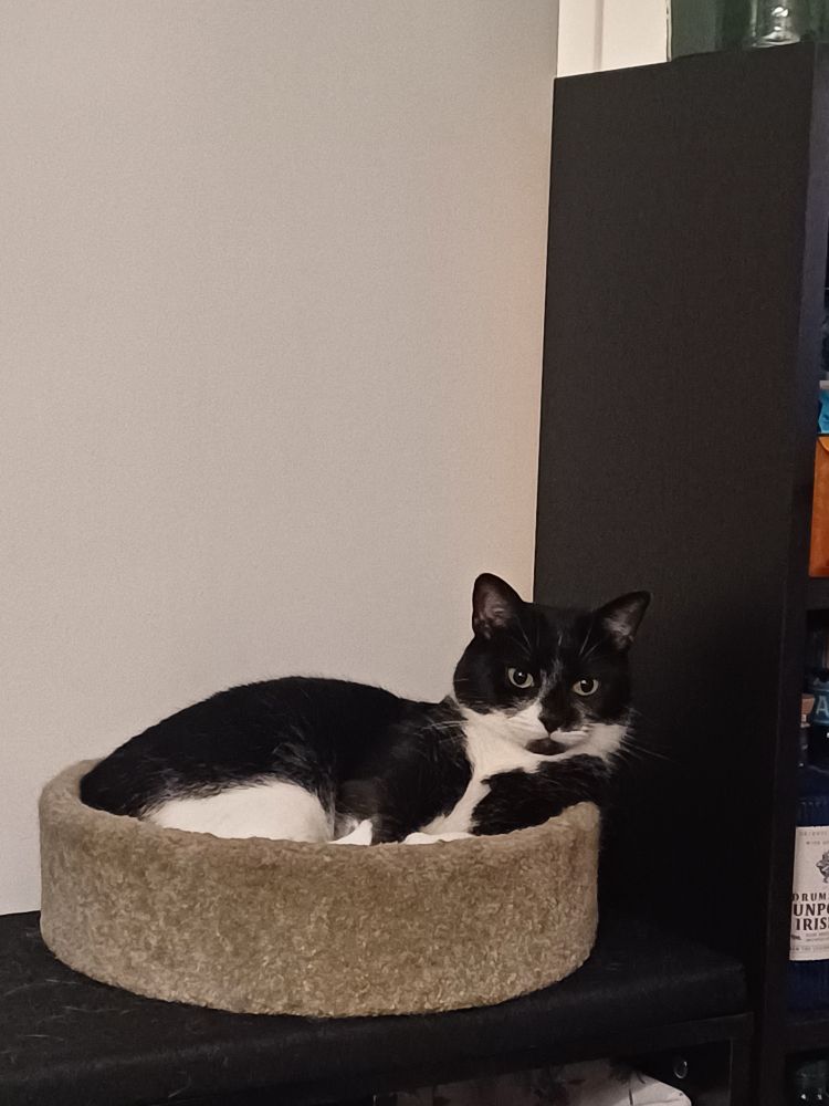 A tuxedo cat lying content in a cat bed