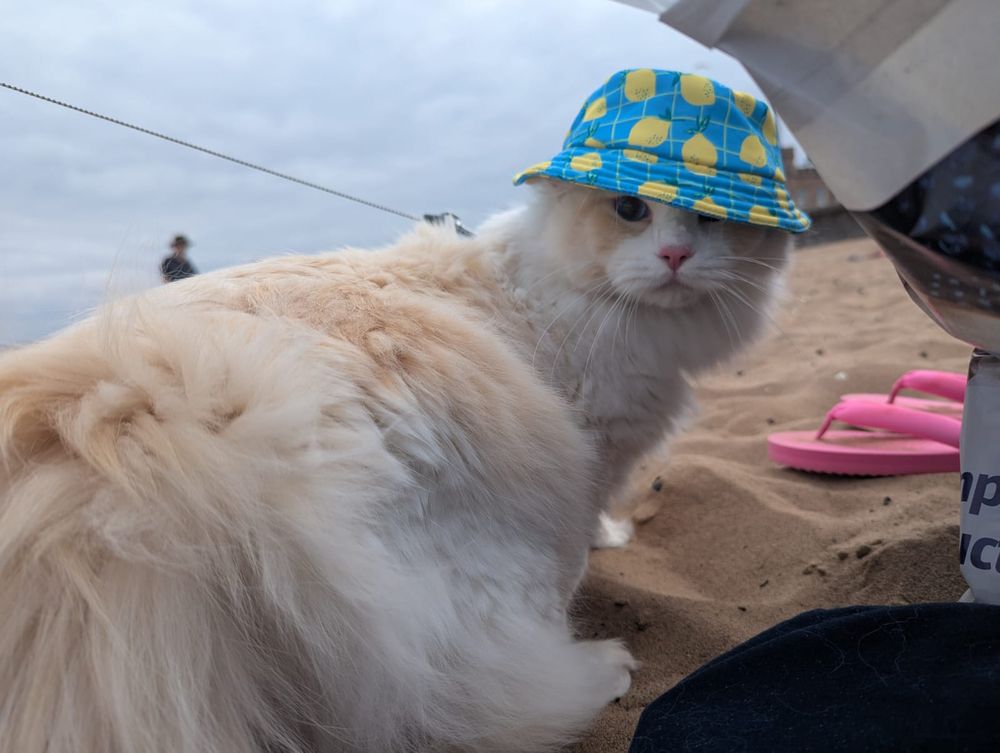 The same cat in the same hat on the beach 