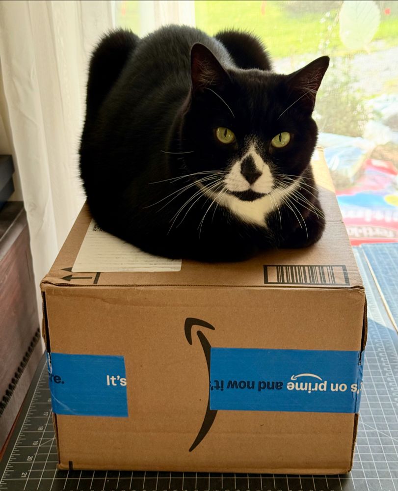 A black and white cat sits on top of a box with a rather grumpy expression on his face. 