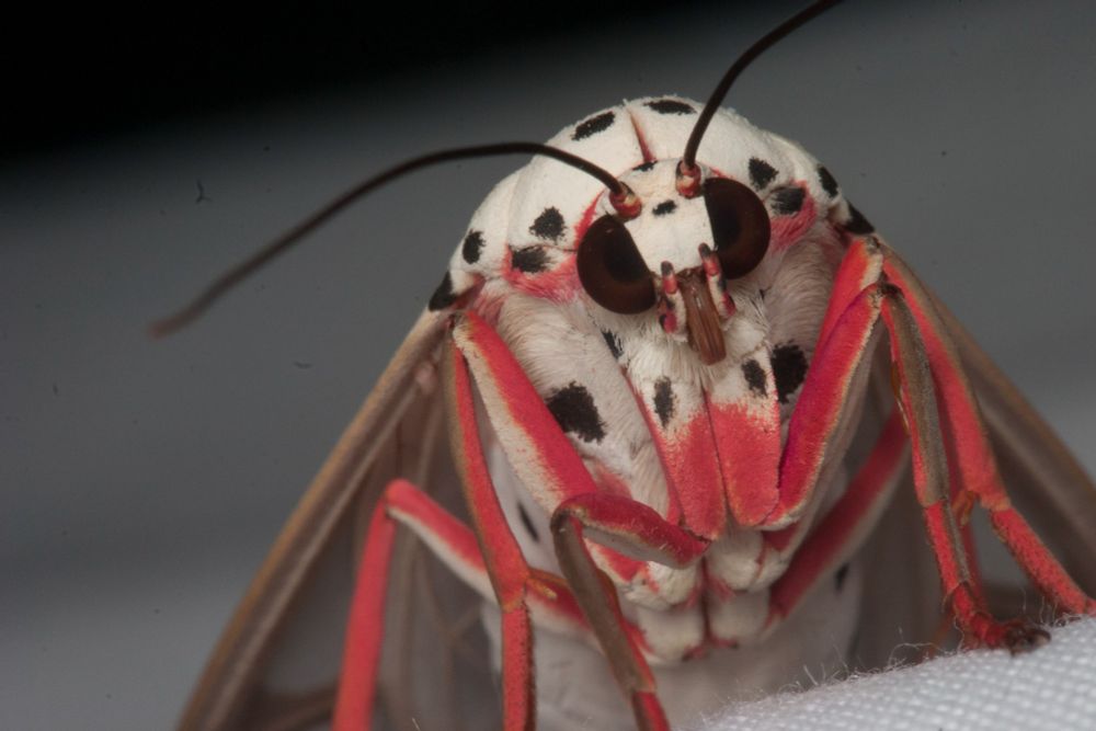 closeup head first of black-spotted white moth with brilliant crimson legs and bulging black eyes
