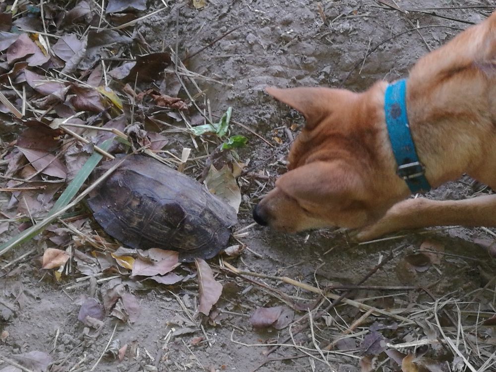 head of a small brown dog with nose almost touching a tortoise on the ground