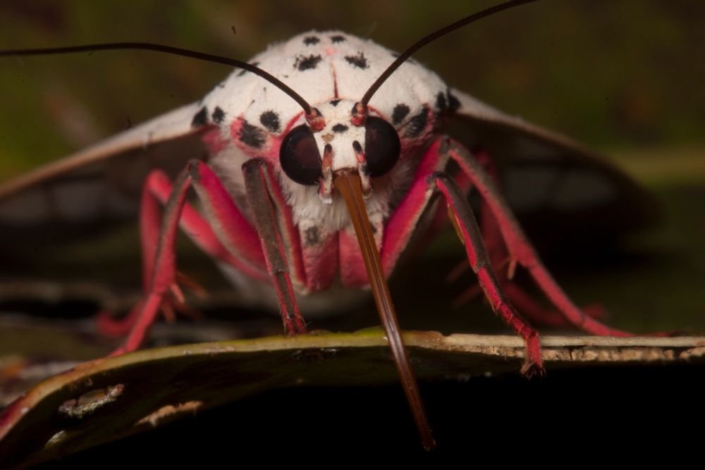 closeup head first of black-spotted white moth with brilliant crimson legs and bulging black eyes; long proboscis