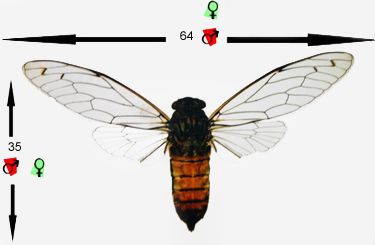 Body of a brown cicada with transparent wings open. Purana jdmoorei. Photo M. Boulard