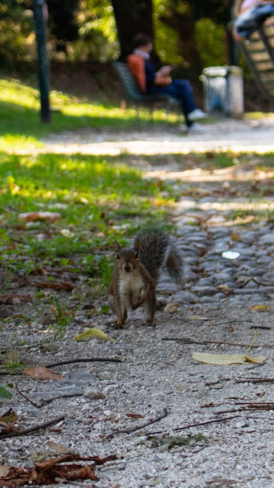 picture of a squirrel 