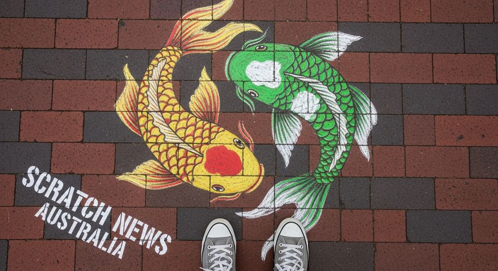 This is an image about the website scratchnews.io
A top-down photo shows a patch of textured, Melbourne (Australia) red brick pavement with a chalk and crayon drawing of two koi fish in a yin and yang style. One fish is primarily yellow with red accents on its head and tail, and the other is primarily bright green with white accents on its head and tail. Both fish have detailed scales and flowing fins. Below the drawing, two feet wearing gray canvas sneakers with white laces and rubber soles are visible at the bottom edge of the frame. "Scratch News Australia" is stenciled onto the ground, white text on a black stencil at an angle to the sneakers.
