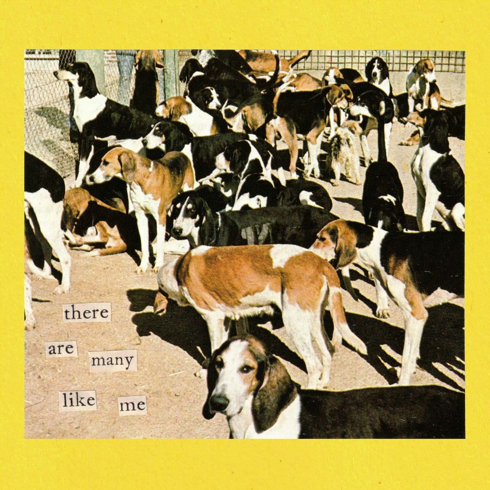 A collage consisting of a photo of many hound dogs in an outdoor pen, and yellowed cut-out text pasted over it that reads "there are many like me."