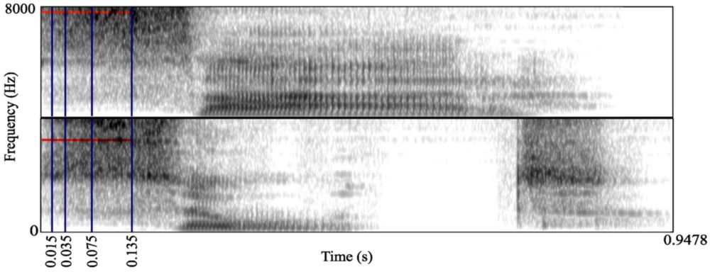 Frontiers | Temporal dynamics of coarticulatory cues to prediction