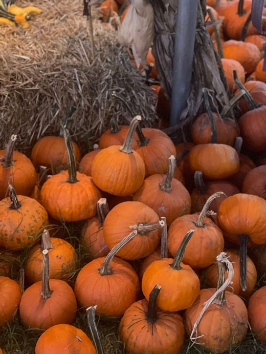 A pile of small orange pumpkins with long stems is arranged on the ground next to a bale of hay and dried corn stalks, creating a festive autumn scene.