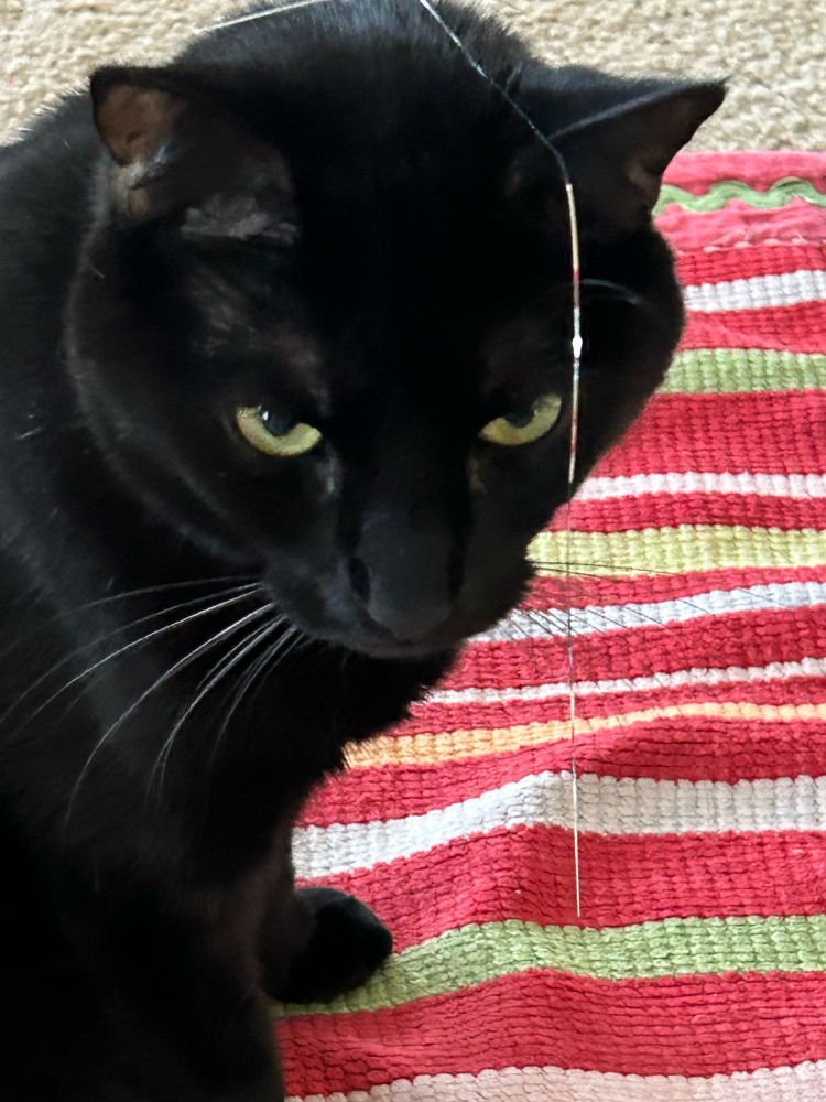 A black cat looks pensive while wearing tinsel on his head. 