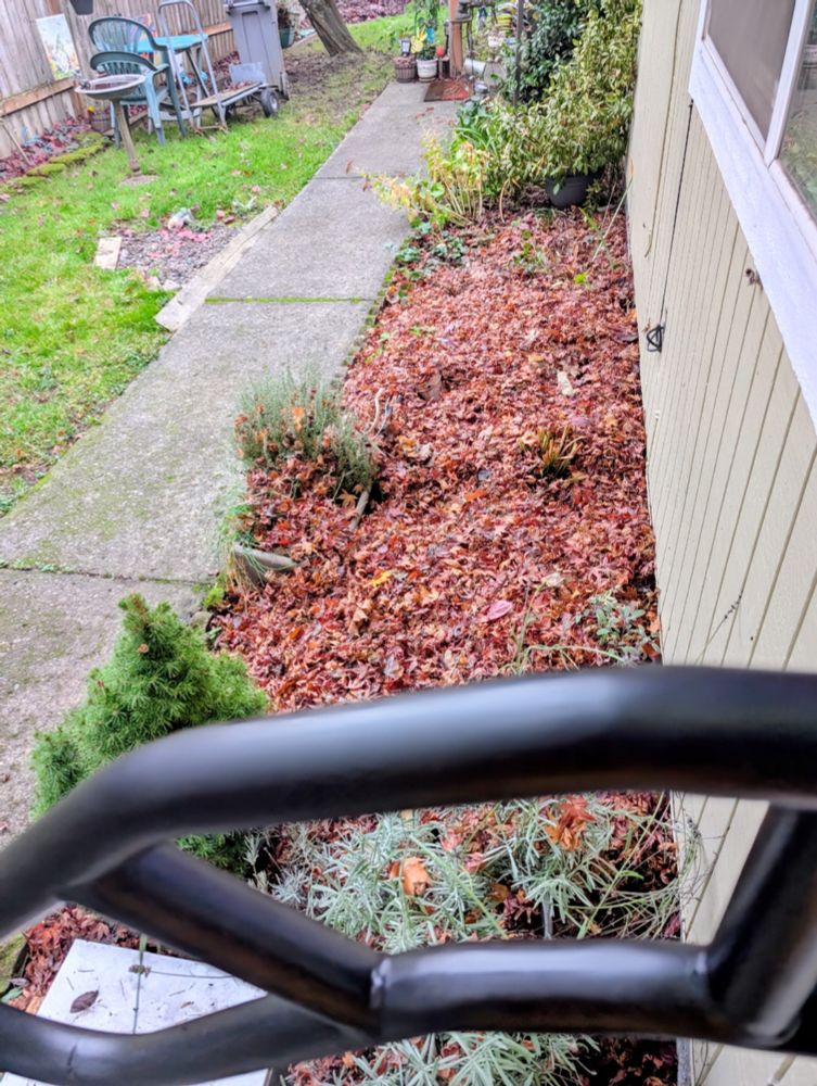 Front garden bed covered with leaves for the winter. 