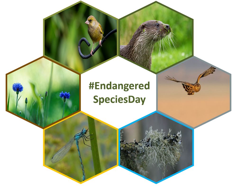 Six photos of endangered species within the NCS logo, from right: 
European otter (Lutra lutra): Andy Willis, Unsplash
Hen Harrier (Circus cyaneus): Vincent Van Salinge, Unsplash
Beard Lichen (Usnea spp): Wild Spirit, Unsplash
Southern Damselfly (Coenagrion mercuriale): Andrew Powell, Unsplash
Cornflower (Centaurea cyanus): Nikita Turkovich, Unsplash
European Greenfinch (Chloris chloris): Doncoombez, Unsplash