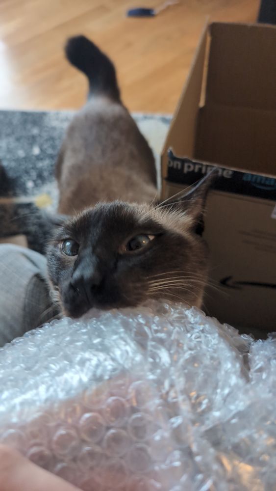 Close up of my Siamese cat biting into bubble wrap. His snoot is all up in there like :3 and there is joy in his blue eyes. In the background you see his booty & short tail. Hes standing on all fours and tugging on the plastic. 