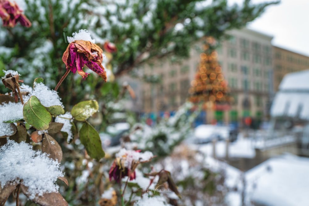 A photograph of a wilted flower on a plant covered in snow. In the background blurred is the Hornes Christmas Tree