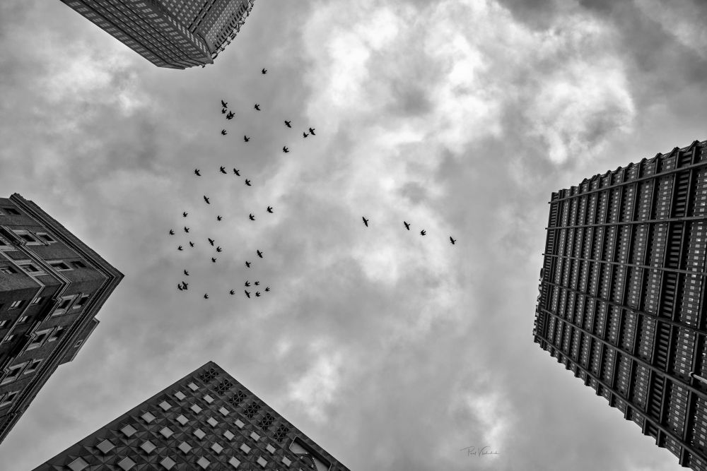 A black and white photograph viewed straight overhead. Four building are partially visible, one on each edge of the image. A flock of swifts flies in the center of the image. The overcast clouds are dark and textured.