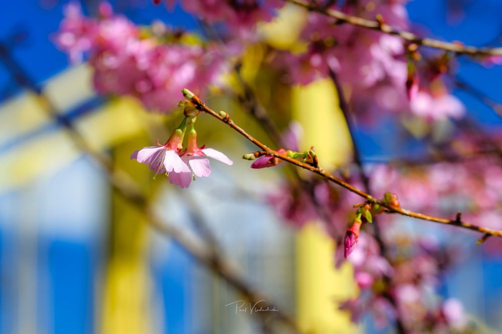 A photograph of an ornamental pear blossom with the seventh street bridge blurred in the background 