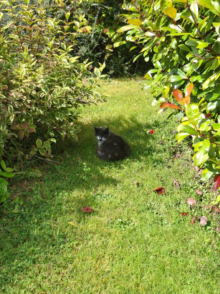 My three-legged grey cat sitting in the shade surrounded by bushes.