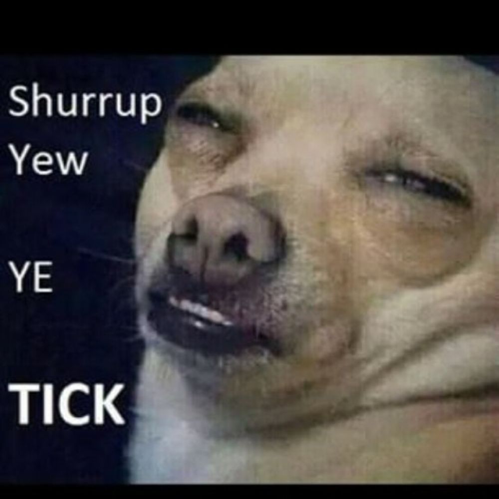 The 'Shurrup yew ye tick' meme dog