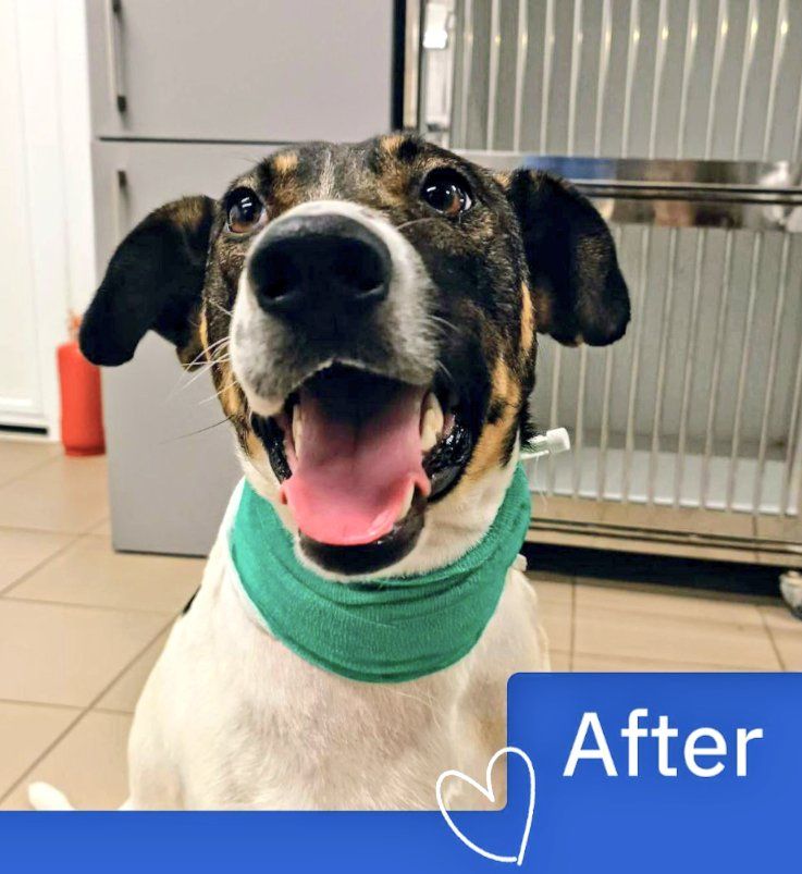 The same dog after recovering from concussion.