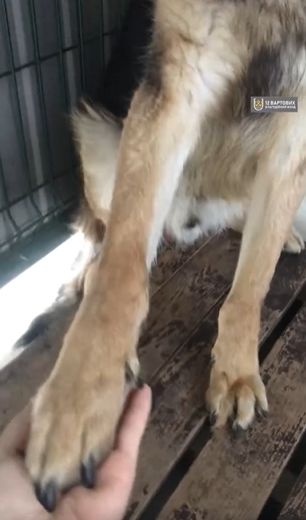 A gsd paw placed in the rescuers hand.