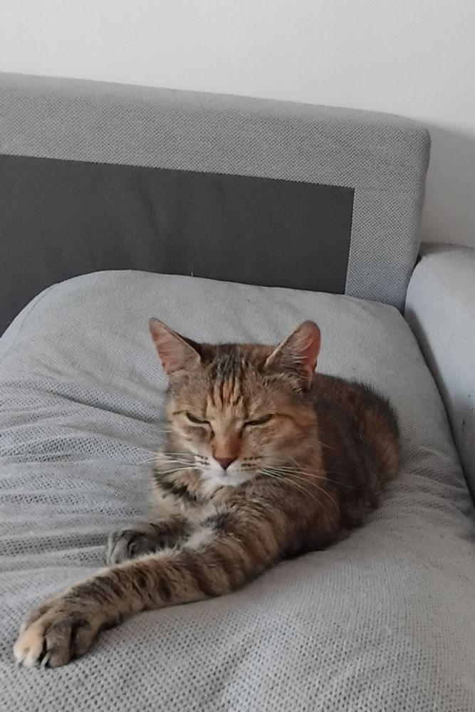 Une photo  de ma chatte rousse tigré allongé survmon canapé gris. Ses yeux sont plisé comme si elle méditais 