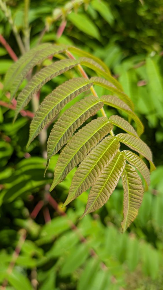 picture of a branch with a dozen leaves hanging off - green with many ridge and a red hue to their edges