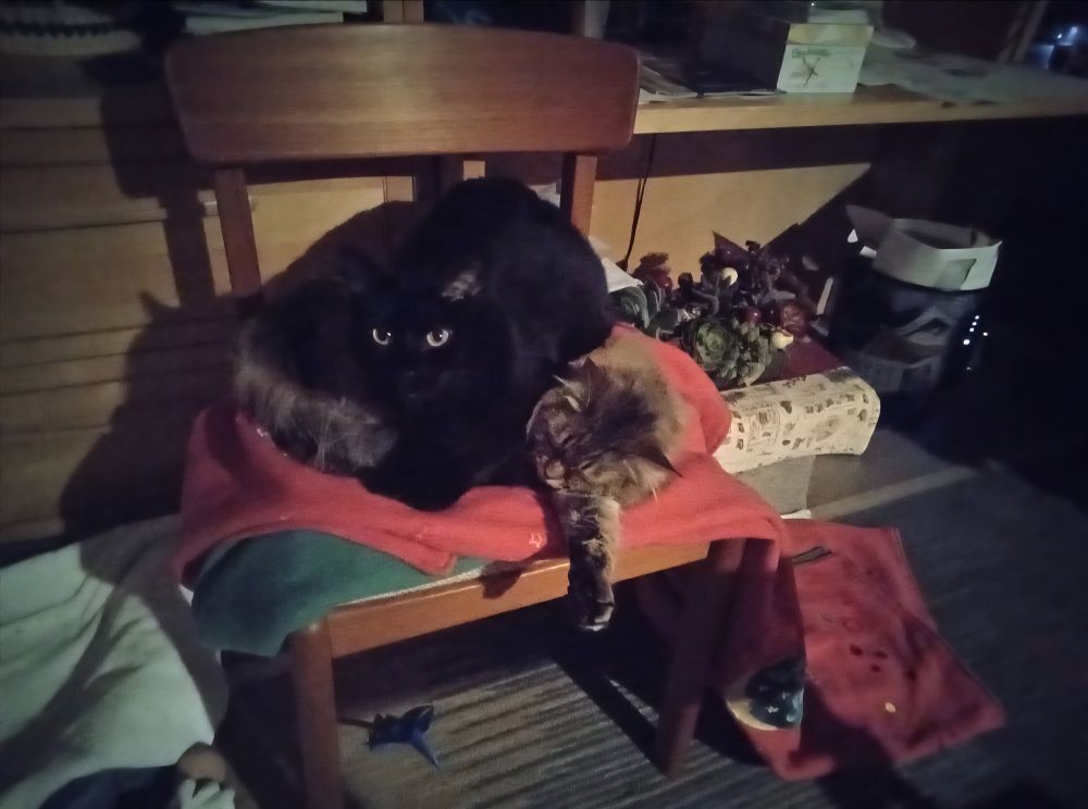In a darkish room, a dining room chair with a towel on it. A fluffy fawn tabby is asleep on the towel. Seated directly on top of her is a black shorthair, green eyes challenging the camera