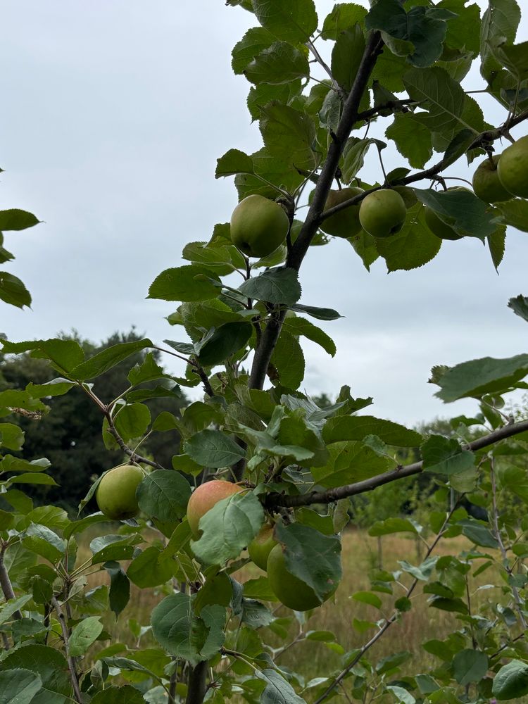 Rosy green apples on a thin branch