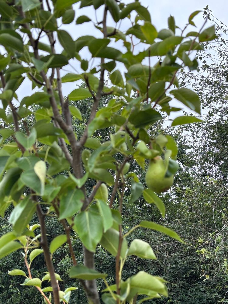 A single green pear amongs a mass of leaves 