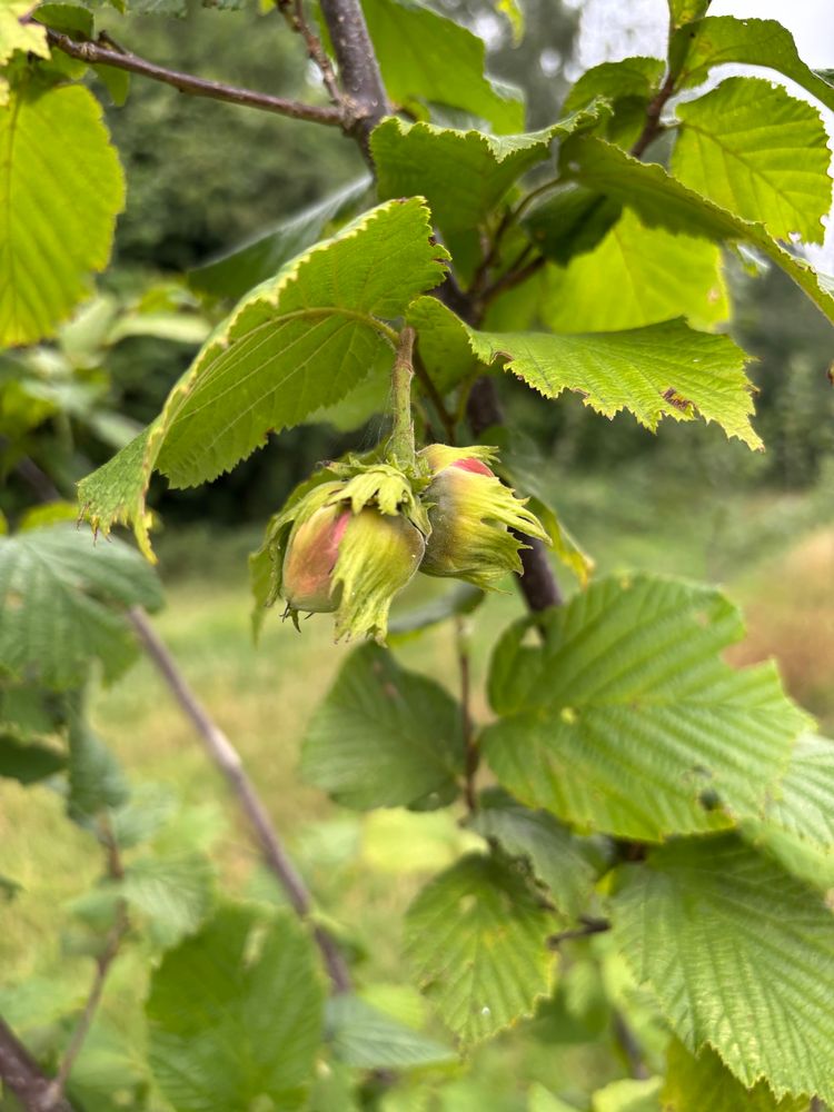 A pair of hazel nuts on a twig