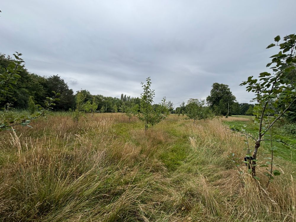 Young fruit trees in long dry grass under a grey sky