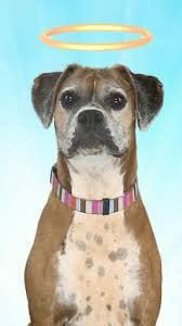 A dog with a halo above his head with a blue-white background