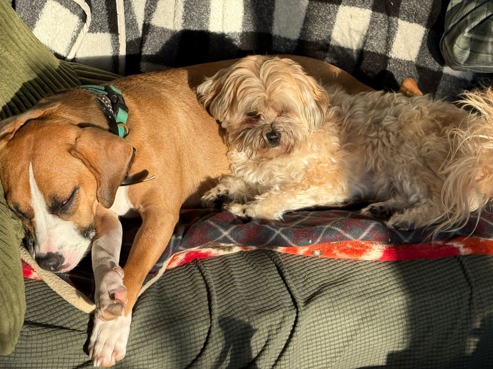 Two dogs snuggling together on a sofa in the sun. Sisters from a different mother. 