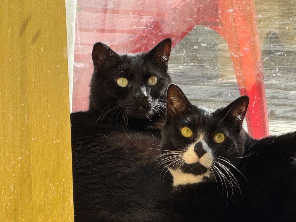 This photo shows two cats looking up at something behind the person holding the camera. One cat is all black and the other is black and white. 