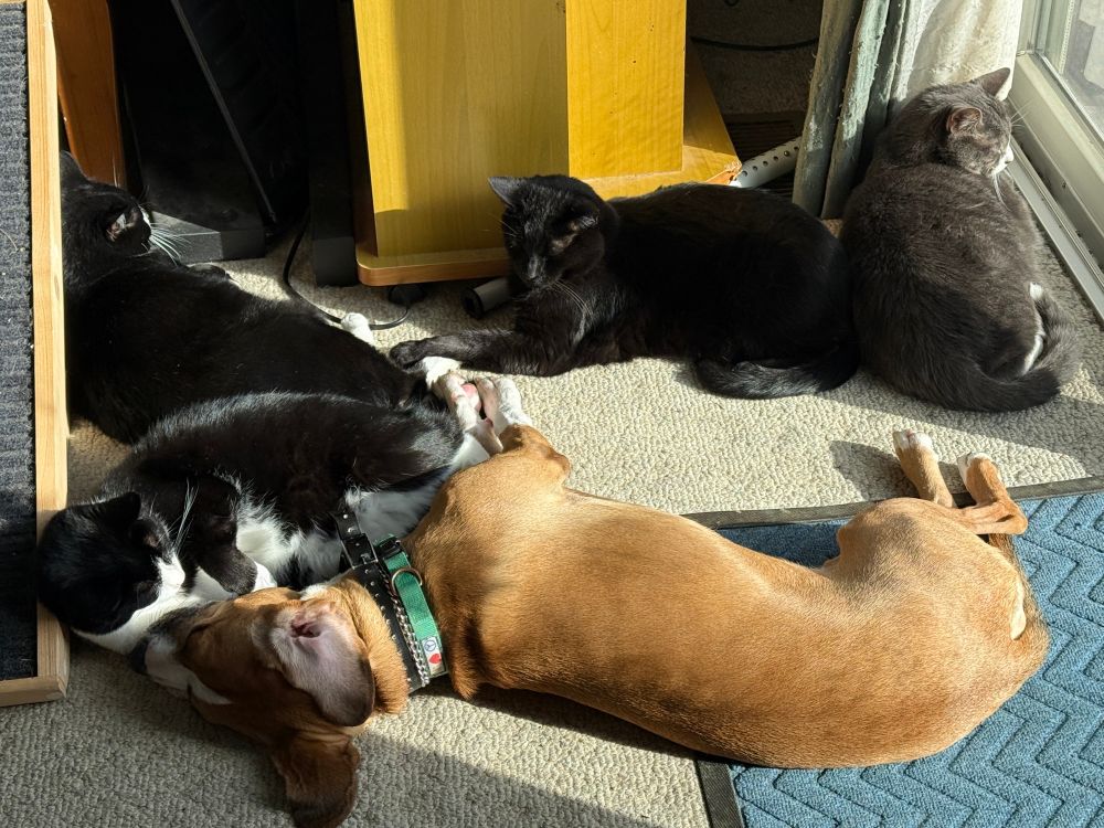4 dark (black) cars sunning with a light brown Mtn Cur X dog.  