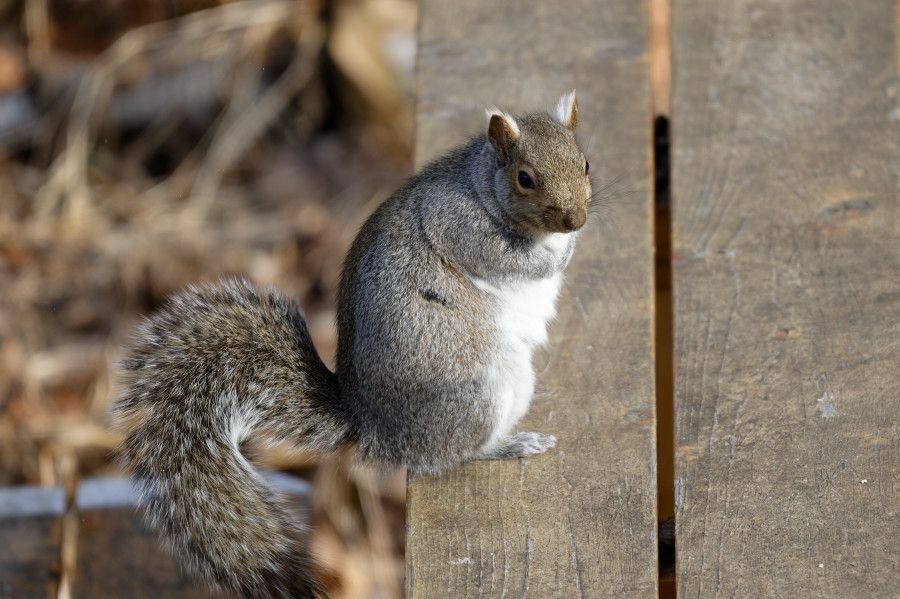A very squishy gray squirrel with a white belly, perched on the edge of an outdoor table. It is sitting up, looking a little pensive, with its paws tucked against its chest and its tail in a question-mark shape.